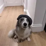 Screenshot of debian.griffo.io - Latest Debian & Ubuntu Packages for Development Tools